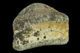 Ceratopsian Dinosaur Phalange - Alberta (Disposition #-) #134454-1